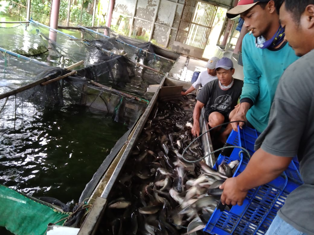Usaha perikanan seperti budidaya ikan lele ikan mas dan ikan nila termasuk jenis perikanan yang menggunakan air